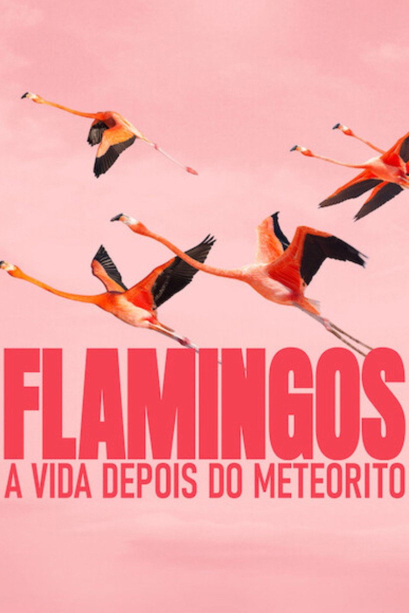 Flamingos: A Vida Depois do Meteorito